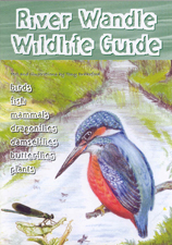 River Wandle Wildlife Guide