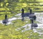 moorhens.jpg